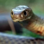 CG Snake Bite
