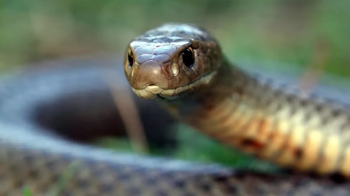 CG Snake Bite