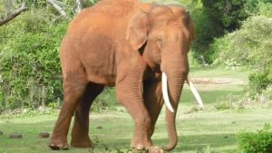 Elephant Attack Chhattisgarh