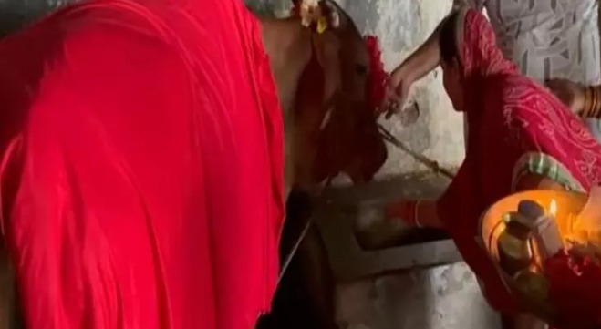 Korba News: बिना गर्भधारण किए गाय दे रही दूध! चमत्कार मान दर्शन के लिए उमड़ रही भीड़