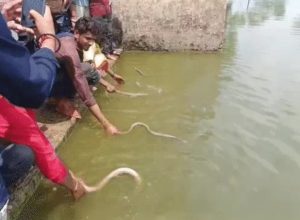 snake worship