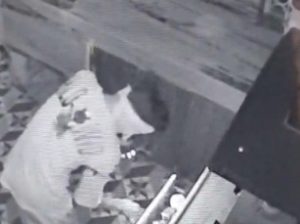 Mandir Daanpeti Chori Durg