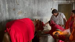 Chhattisgarh chamatkari gay