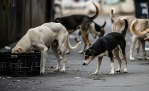 stray dogs feeding ban