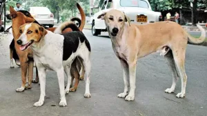 रायपुर आवारा कुत्तों का हमला