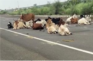 15 Cow Death