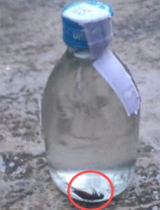 सील पैक शराब में कीड़ा