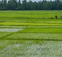 पांच डिसमिल रजिस्ट्री रोक