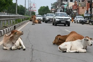 Raipur-Jabalpur National Highway Cow Death