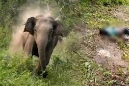 कोरबा हाथी हमला से मौत