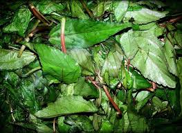 Chench Bhaji Forensic Powder