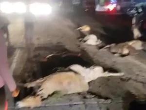 बिलासपुर में गर्भवती गाय समेत 8 की मौत