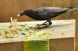 पितृ पक्ष में कौवे