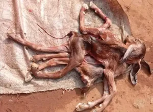 आठ पैर तीन कान और दो कमर वाली बकरी
