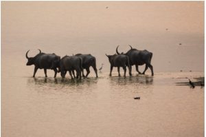 असम के काजीरंगा नेशनल पार्क में विचरण करते वनभैंसे। छत्तीसगढ़ सरकार ने असम में वनभैंसों का परिक्षण कर वहां से चार वनभैंसों को राज्य में आयात किया।