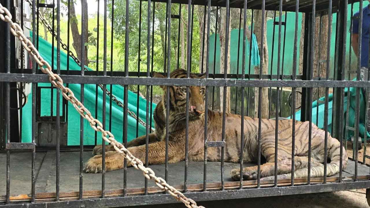 CG Big Breaking: छत्तीसगढ़ की बाघिन ‘बिजली’ की मौत, इलाज के लिए भेजी गई थी गुजरात