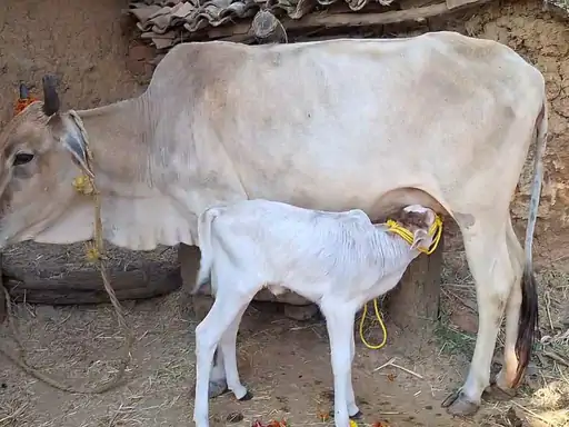 Jashpur Punganur Cow