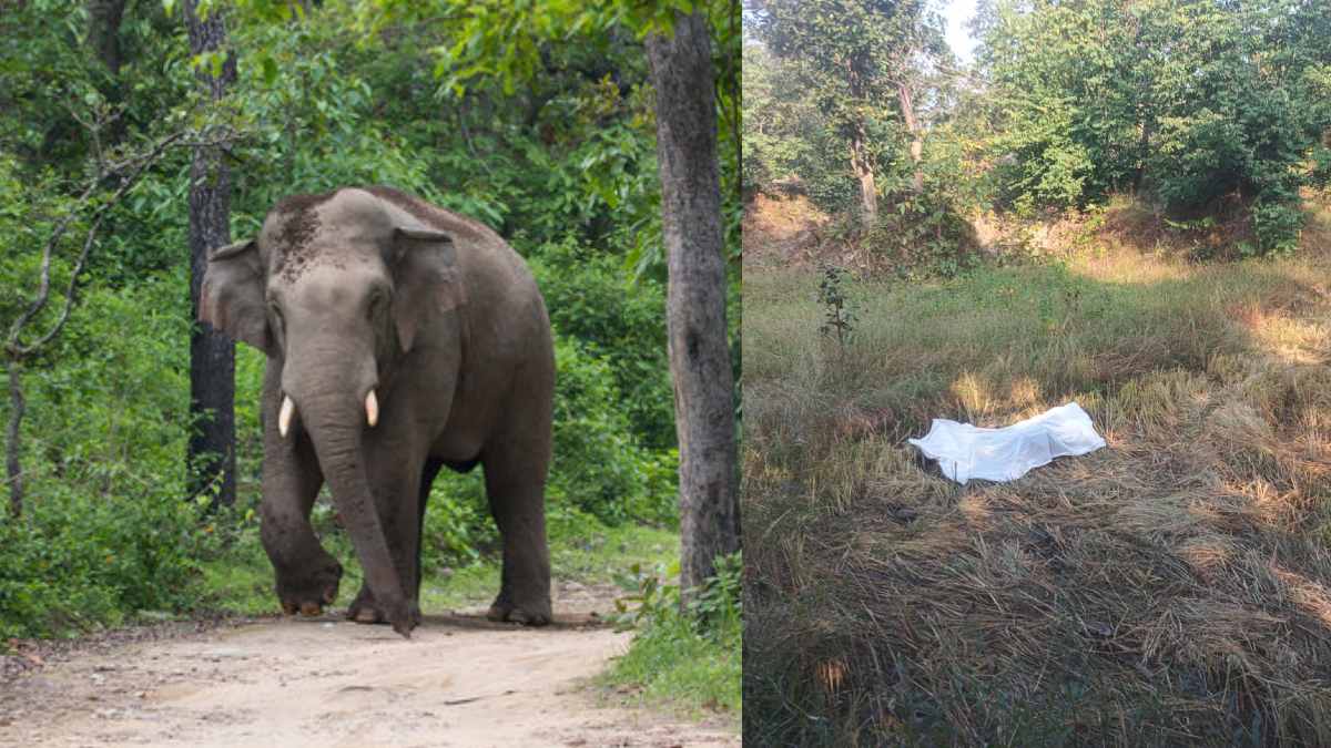 Jashpur Elephant Attack