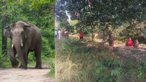 Jashpur Elephant Attack