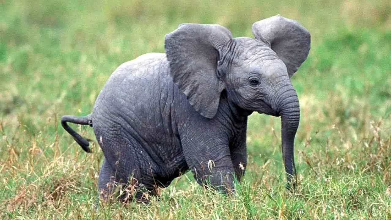 aigarh Elephant Death