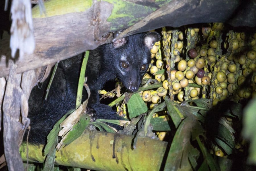 CG : छत्तीसगढ़ के इस जिले में दिखा कब्र खोदकर मुर्दा खाने वाला जानवर, इलाके में दहशत, वन विभाग ने किया अलर्ट