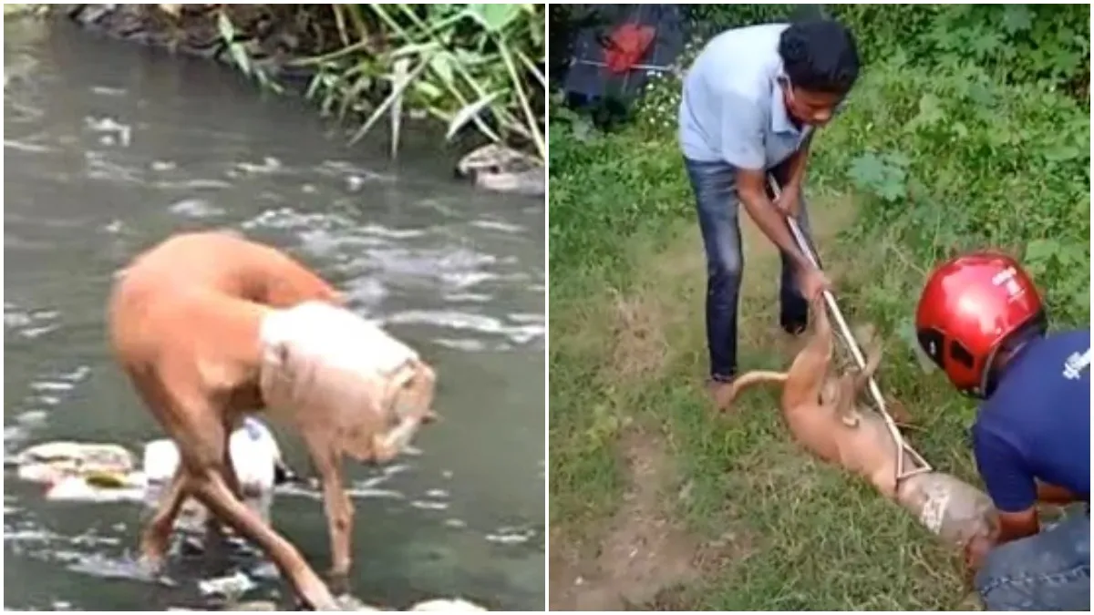 Korba Dog Rescue: 3 दिन से कुत्ते के सिर में फंसा था प्लास्टिक का डिब्बा, रेस्क्यू कर टीम ने बचाई जान
