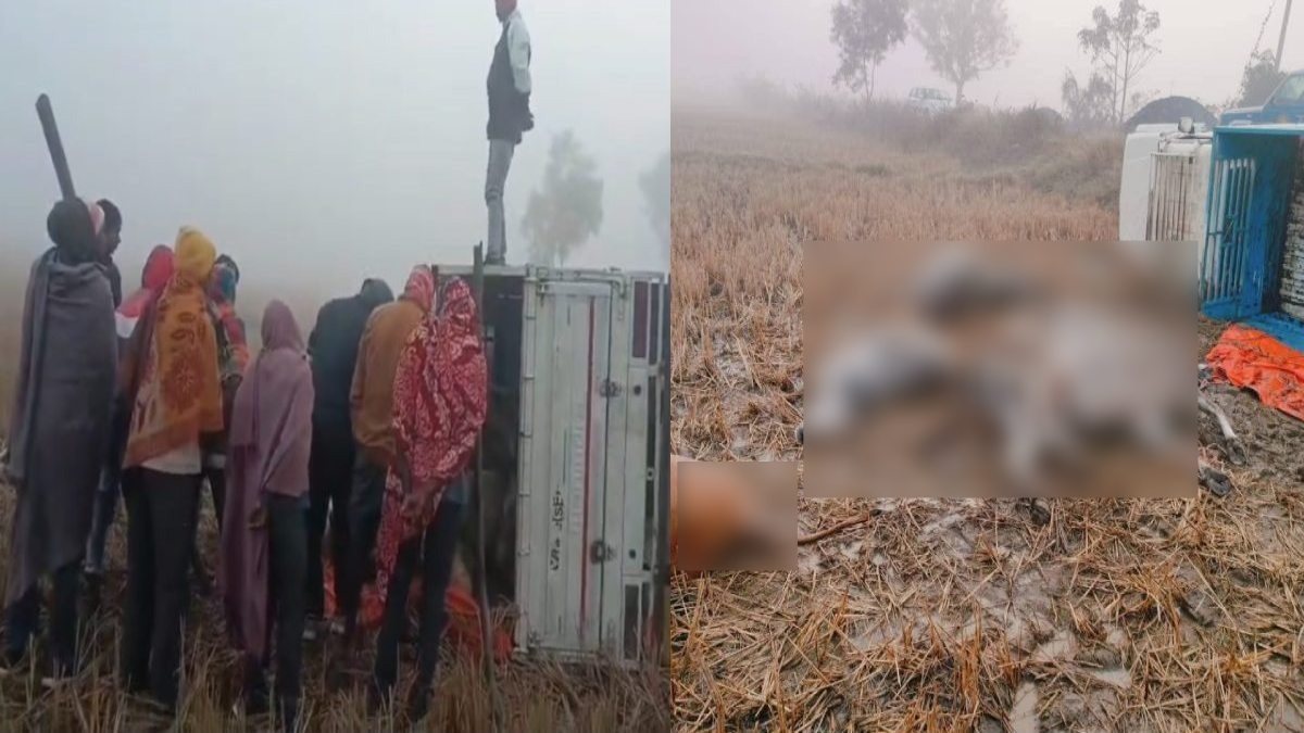 CG News: पिकअप में ठूंस-ठूंस कर भरे थे गौवंश; पलटने से 4 गायों की मौत, 5 घायल
