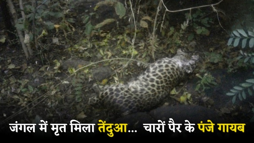 CG News: जंगल में मृत मिला तेंदुआ, चारों पैर के पंजे गायब…