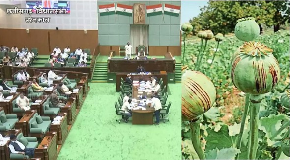 CG Budget Session 2026: विधानसभा में अफीम की खेती को लेकर हंगामा, विपक्ष ने ‘धान का कटोरा’ को ‘अफीम का कटोरा’ बनाने का लगाया आरोप