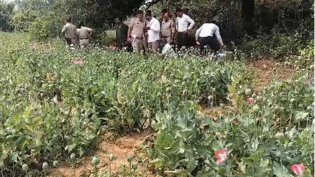 Raigarh Afim Kheti: दुर्ग, बलरामपुर के बाद यहां पकड़ाई अफीम की खेती, डेढ़ एकड़ में लहलहाती फसल