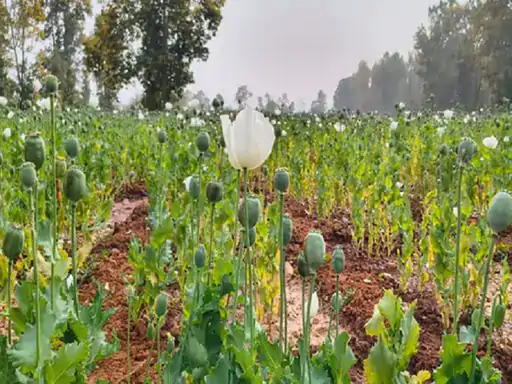 Balrampur Afim Kheti: