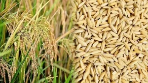 Dhan Beej Anudan 300x169