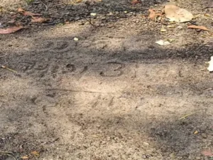 Raigarh Suicide: शादी में देरी हुई तो प्रेमी जोड़े ने दी जान, पेड़ पर लटके मिले शव, 6 महीने पहले हुई थी सगाई सुसाइड से पहले जमीन पर लिखा- ‘एक साथ आग देना’