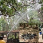 CG Bat Death: भीषण गर्मी से चमगादड़ों की मौत, पेड़ों पर पानी का छिड़काव कर रहा वन विभाग
