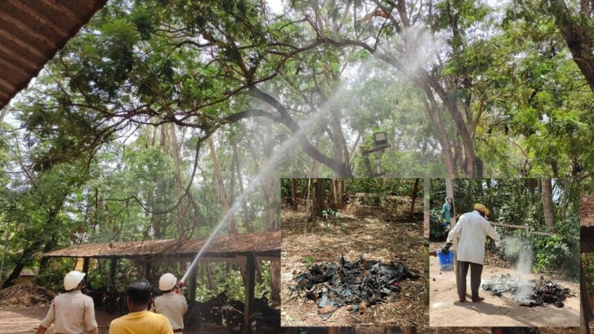 CG Bat Death: भीषण गर्मी से चमगादड़ों की मौत, पेड़ों पर पानी का छिड़काव कर रहा वन विभाग