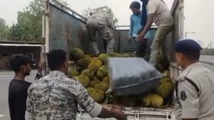 Mahasamund Ganja Smuggling: कटहल की आड़ में गांजा तस्करी; भारी मात्रा में गांजा समेत 2 तस्कर गिरफ्तार