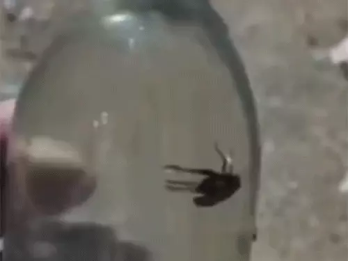 CG Liquor News: सील पैक शराब की बोतल में कीड़ा, VIDEO वायरल; 10 दिनों में दूसरा मामला 17 1781320428