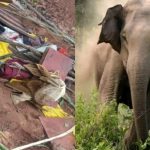 CG Elephant Attack: सड़क निर्माण कार्य के दौरान हाथी ने किया हमला, 2 श्रमिकों को कुचला