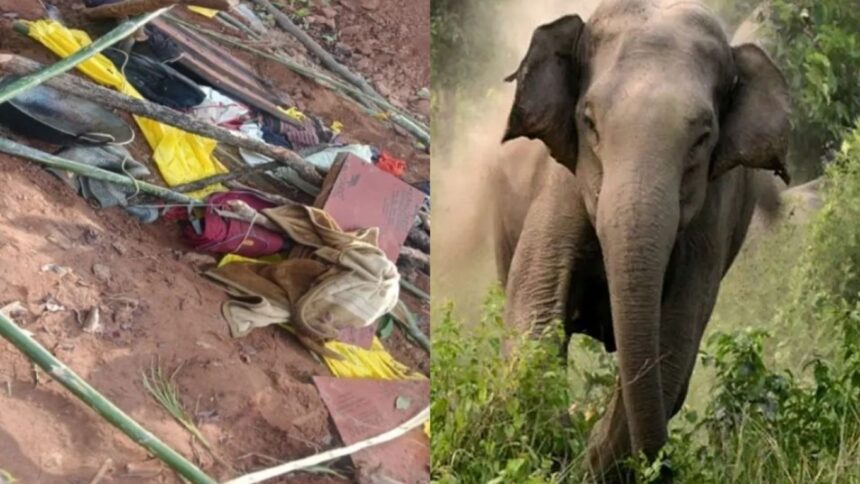 CG Elephant Attack: सड़क निर्माण कार्य के दौरान हाथी ने किया हमला, 2 श्रमिकों को कुचला