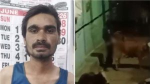 CG News: गाय के साथ घिनौनी करतूत, VIDEO वायरल; आरोपी गिरफ्तार