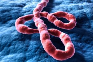 ebola virus