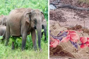 CG Elephant Attack: सड़क निर्माण कार्य के दौरान हाथी ने किया हमला, 2 श्रमिकों को कुचला