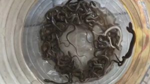 Water Tank Snake: उत्तराखंड के हरिद्वार जिले के ज्वालापुर क्षेत्र से हैरान कर देने वाला मामला सामने आया है। यहां एक घर की पानी की टंकी में 27 सांप के बच्चे मिलने से इलाके में हड़कंप मच गया। चौंकाने वाली बात यह रही कि परिवार के सदस्य कई दिनों से उसी टंकी के पानी का रोजमर्रा के कार्यों में इस्तेमाल कर रहे थे।