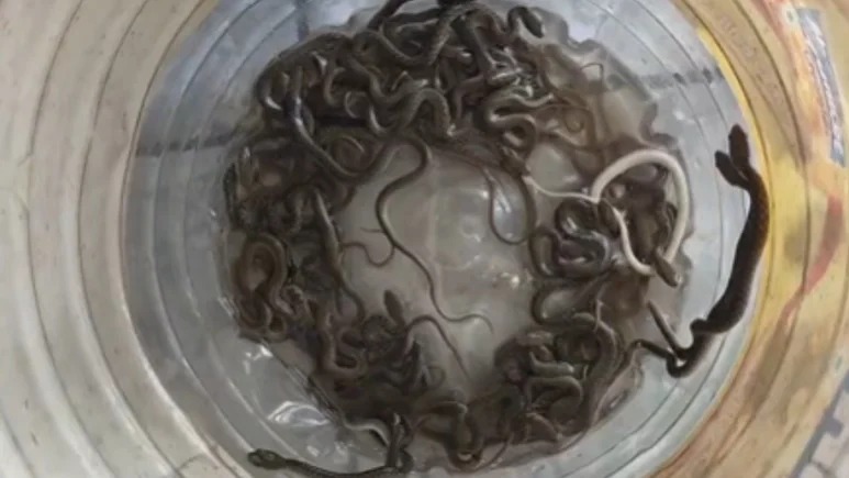 Water Tank Snake: पानी की टंकी में निकले 27 सांप, उसी पानी का इस्तेमाल कर रहा था परिवार