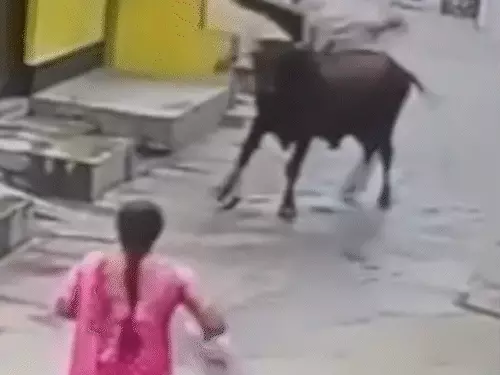 Korba Video: छत्तीसगढ़ के कोरबा जिले में बुधवार सुबह वार्ड क्रमांक 5 की पुरानी बस्ती में 55 वर्षीय एक व्यक्ति पर सांड ने हमला कर उसे सींग से उठाकर जमीन पर पटक दिया। घटना का सीसीटीवी वीडियो सामने आया है, जो सोशल मीडिया पर तेजी से वायरल हो रहा है। घायल व्यक्ति का अस्पताल में इलाज जारी है और उसकी हालत गंभीर बताई जा रही है।