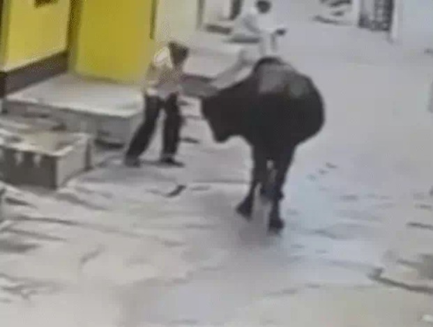 Korba Video: छत्तीसगढ़ के कोरबा जिले में बुधवार सुबह वार्ड क्रमांक 5 की पुरानी बस्ती में 55 वर्षीय एक व्यक्ति पर सांड ने हमला कर उसे सींग से उठाकर जमीन पर पटक दिया। घटना का सीसीटीवी वीडियो सामने आया है, जो सोशल मीडिया पर तेजी से वायरल हो रहा है। घायल व्यक्ति का अस्पताल में इलाज जारी है और उसकी हालत गंभीर बताई जा रही है।