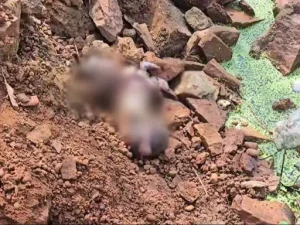 Raipur News: राजधानी रायपुर के खमतराई थाना क्षेत्र स्थित रावाभाठा के हृदयलाल चौक के पास ESIC अस्पताल के पास तालाब किनारे एक विकसित भ्रूण मिलने से इलाके में सनसनी फैल गई। सूचना मिलते ही बड़ी संख्या में स्थानीय लोग मौके पर पहुंच गए और पुलिस को घटना की जानकारी दी गई।