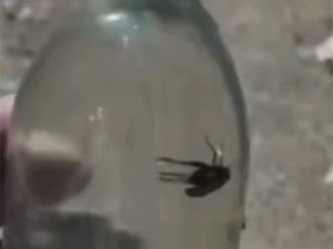 CG Liquor News: सील पैक शराब की बोतल में कीड़ा, VIDEO वायरल; 10 दिनों में दूसरा मामला Image 33 6 300x225