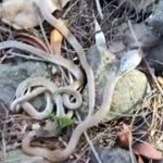 CG Snake Video: छत्तीसगढ़ में मानसून की शुरुआत के साथ ही सर्पदंश की घटनाएं बढ़ने लगी हैं। रायगढ़ जिले में एक घर की नींव के नीचे कोबरा के 27 अंडे मिलने से हड़कंप मच गया। रेस्क्यू टीम ने मौके से 10 बेबी कोबरा का सुरक्षित रेस्क्यू किया। वहीं, सरगुजा संभाग में अलग-अलग घटनाओं में सांप के डसने से पिता-बेटी समेत तीन लोगों की मौत हो गई।