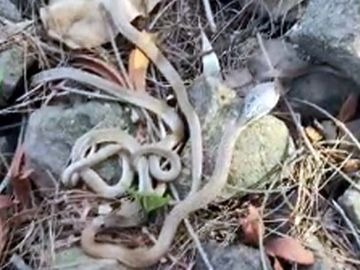 CG Snake Video: छत्तीसगढ़ में मानसून की शुरुआत के साथ ही सर्पदंश की घटनाएं बढ़ने लगी हैं। रायगढ़ जिले में एक घर की नींव के नीचे कोबरा के 27 अंडे मिलने से हड़कंप मच गया। रेस्क्यू टीम ने मौके से 10 बेबी कोबरा का सुरक्षित रेस्क्यू किया। वहीं, सरगुजा संभाग में अलग-अलग घटनाओं में सांप के डसने से पिता-बेटी समेत तीन लोगों की मौत हो गई।